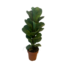 Ficus lyrata